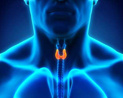 Inner parts of throat